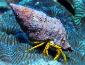 underwater-creature-marine-diving-1203460.jpg