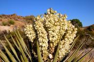 joshua-tree-yucca-brevifolia-panicle-103120.jpg