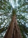 redwood-sequoia-flora-tree-nature-249536.jpg