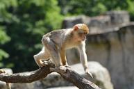 ape-monkey-berber-primate-animal-220031.jpg