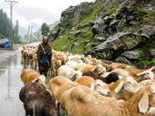 flock-sheep-mountain-rain-nature-999558.jpg