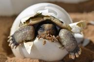 desert-tortoise-hatching-baby-987972.jpg