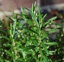 rosemary-herbs-herb-cook-delicious-581943.jpg