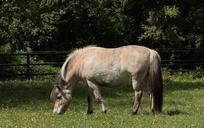 norwegian-fjord-horse-horse-ungulate-347081.jpg