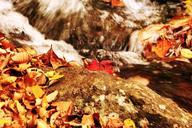 autumn-leaves-i-the-leaves-507577.jpg