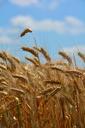 wheat-by-chaitanya-k-wheat-ear-173368.jpg