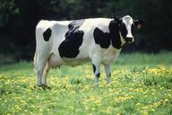 Dairy cow.jpg