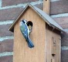 bird-pimpelmeesje-birdhouse-feeding-953721.jpg