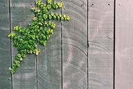 vines-plant-green-leaves-natural-820146.jpg