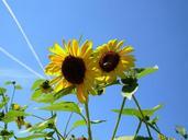 sunflower-sky-sunflowers-flowers-350098.jpg