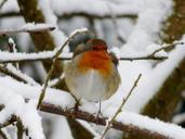 robin-little-bird-winter-snow-613667.jpg