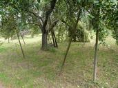 fruit-tree-orchard-agriculture-59917.jpg