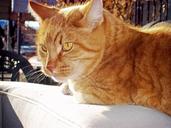 tabby-cat-orange-animal-feline-586760.jpg