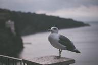 cliff-bird-seagull-retro-hipster-1163693.jpg