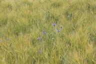 barley-tender-cornflowers-awns-673505.jpg