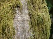 green-moss-tree-bark-coarse-455262.jpg