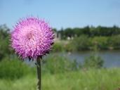 weed-flower-floral-plant-natural-171337.jpg