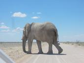 Elephants at Etosha National Park02.JPG