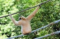 monkey-ape-gibbon-primate-animal-315131.jpg