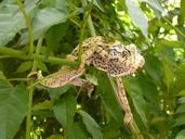 chameleon-reptile-insect-eater-4411.jpg