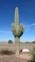 saguaro-cactus-desert-nature-1267938.jpg