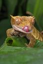 gecko-macro-close-up-image-details-165031.jpg