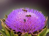 artichoke-bees-beetle-blossom-871028.jpg