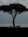 wildlife-gazelle-dawn-nature-742661.jpg