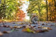 squirrel-fall-autumn-nature-animal-1004893.jpg