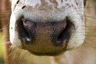 cow-zebu-nose-630876.jpg