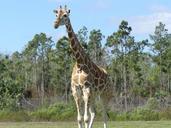 Giraffe giraffa camelopardalis.jpg