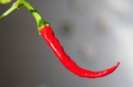 chili-peppers-chili-pod-sharp-726985.jpg