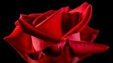 red-rose-rose-rose-bloom-blossom-334137.jpg