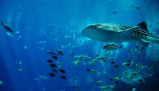 whale-shark-shark-aquarium-water-281498.jpg