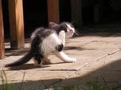 kitten-black-and-white-rub-473087.jpg