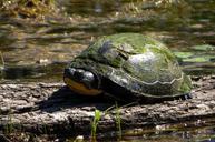 reptiles-turtles-blanding-s-turtle-744777.jpg