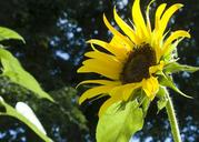 sunflowers-yellow-blossoms-blooms-272329.jpg