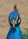 peacock-head-plume-blue-beak-bird-536481.jpg