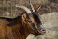 goat-head-face-horns-side-close-283957.jpg