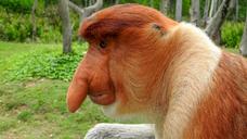 borneo-sepilok-proboscis-monkey-1406241.jpg