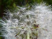 dandelion-pollen-seeds-bloom-760815.jpg