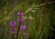 wildflowers-pink-purple-nature-410271.jpg