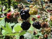 blackberries-fruit-wild-black-red-518572.jpg