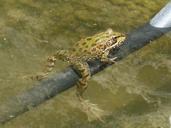 frog-raft-irrigation-batrachian-1509449.jpg