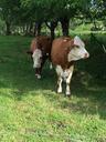 animals-green-summer-grass-ko-643192.jpg