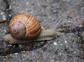 snail-shell-mollusk-reptile-694141.jpg