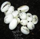 snake-eggs-hatching-snakes-eggs-17489.jpg