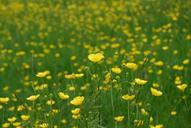 buttercup-ranunculus-meadow-yellow-361260.jpg