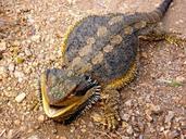 lizard-bearded-dragon-australian-526454.jpg