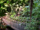 jungle-suspension-bridge-plant-772548.jpg